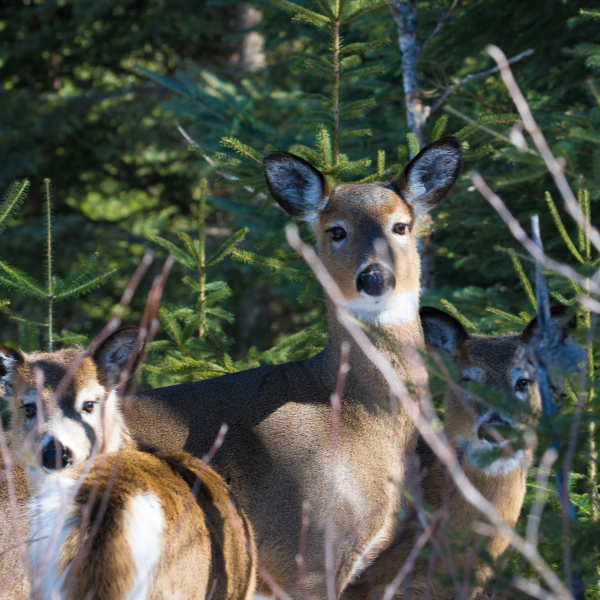 Animaux sauvages et insectes
